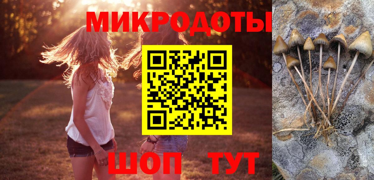 Псилоцибиновые грибы Psilocybe Тулун